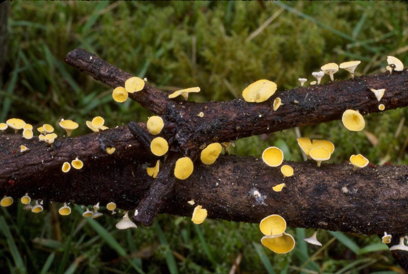 Lachnellula agassizii